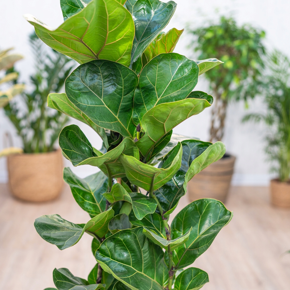 Ficus Lyrata 'Bambino' FIGOWIEC DĘBOLISTNY Liście SKRZYPCE Fikus Lirolistny