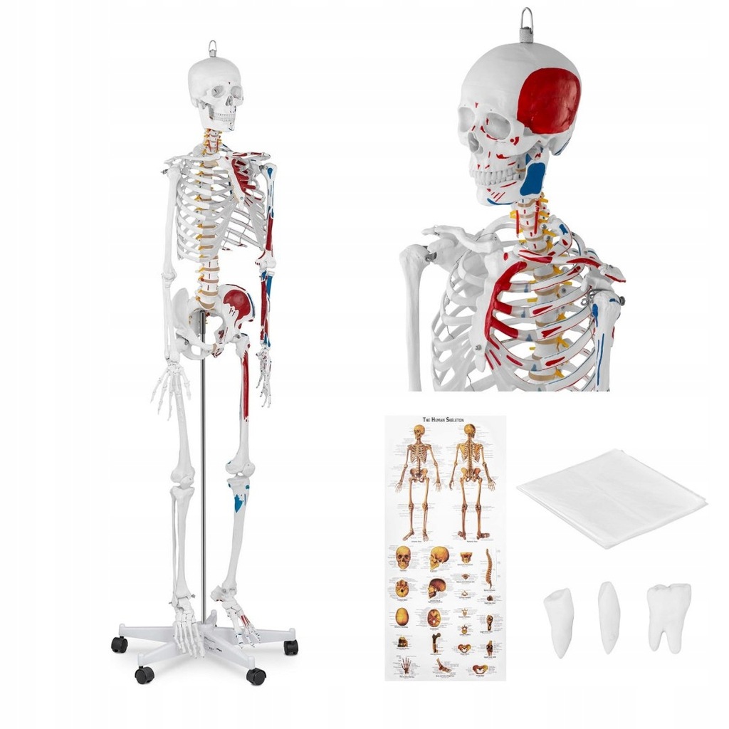Model anatomiczny ludzkiego szkieletu 180 cm + Pla