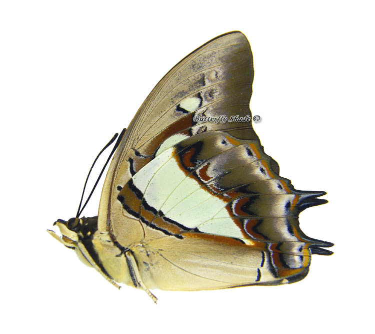 Niepreparowany motyl - Polyura arja, samiec