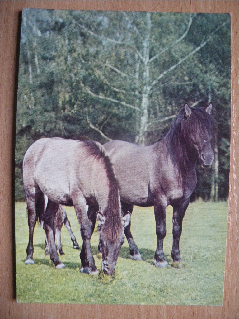 Koń konie Białowieski Park Narodowy Rezerwat Konik typu tarpan BW Ruch 1970