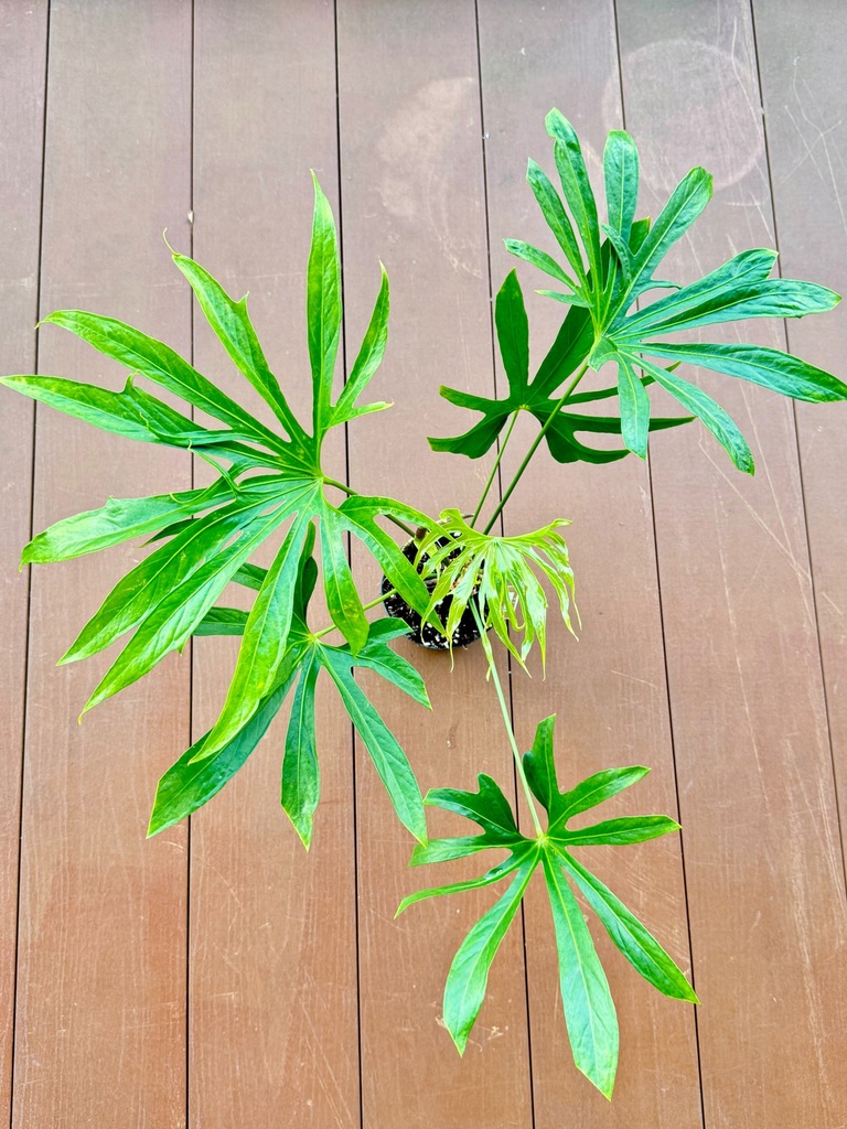Anthurium Pedatoradiatum|Bigos |Kolekcjonerska |DØ13cm |XL