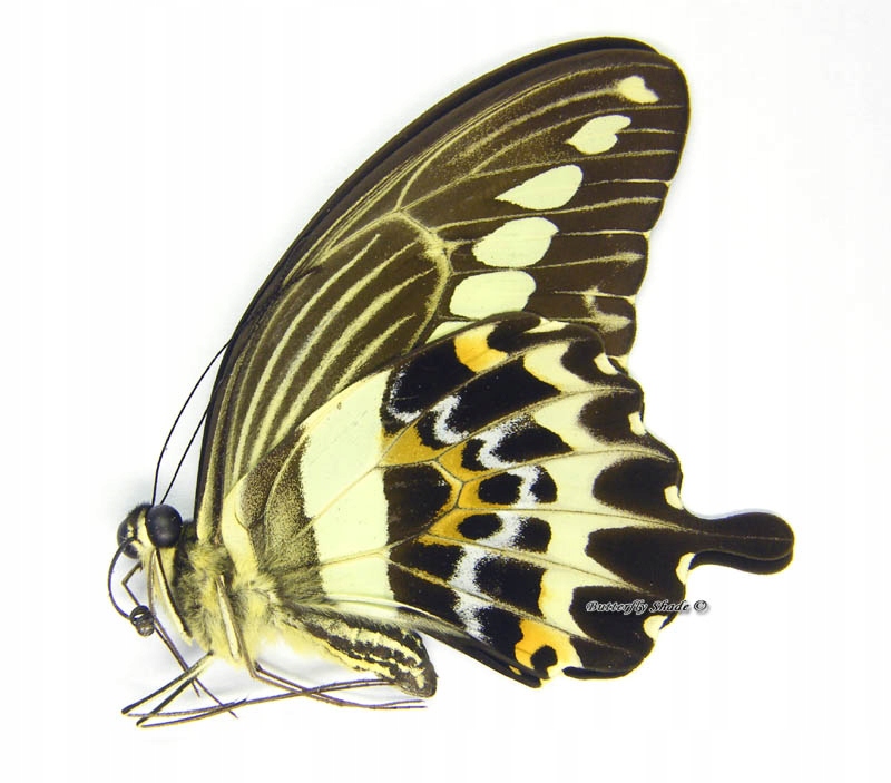 Niepreparowany motyl - Papilio gigon gigon M