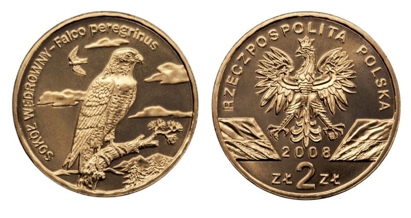 2 ZŁ SOKÓŁ WĘDROWNY 2008 r.