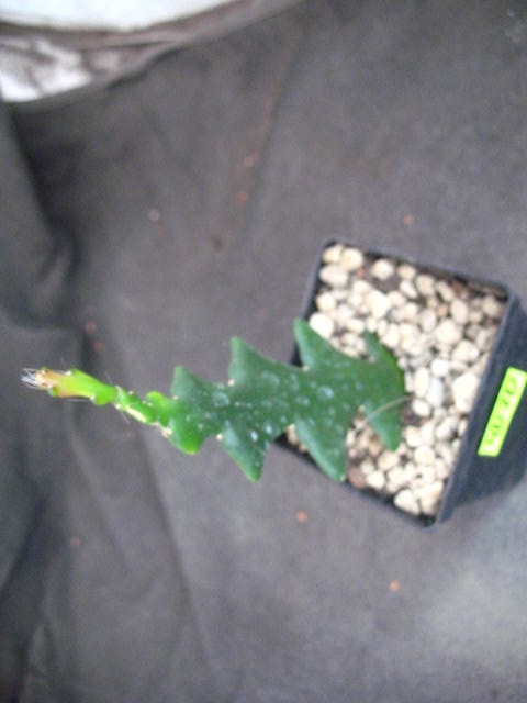 epifilum anthonyanus 4070 don 7x7cm PB0419P