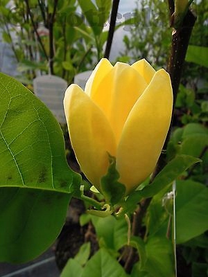 Magnolia Yellow Bird intensywnie żółta pachnąca 170-200cm mrozoodporna