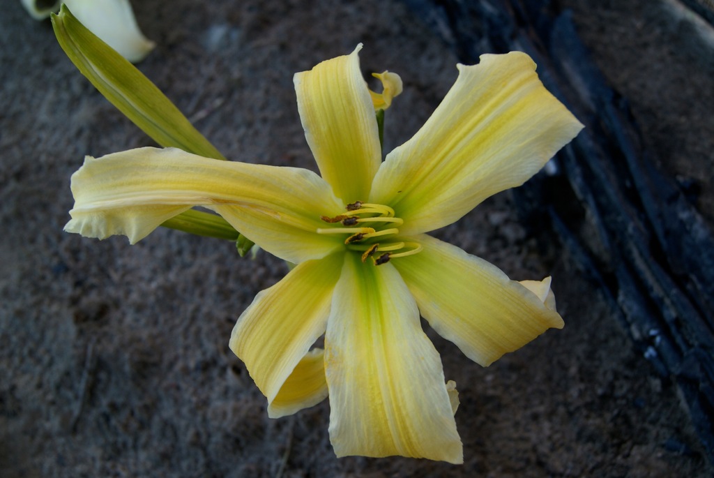 Liliowiec Hemerocallis 'Heavenly Flight of Angels'