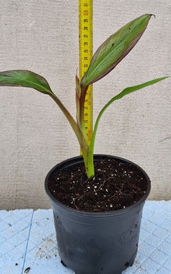 Bananowiec Abisyński - Ventricosum Maurelli - 30cm