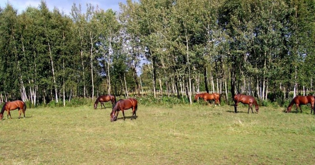 Działka, Wąbrzeźno, Wąbrzeski (pow.), 109995 m²