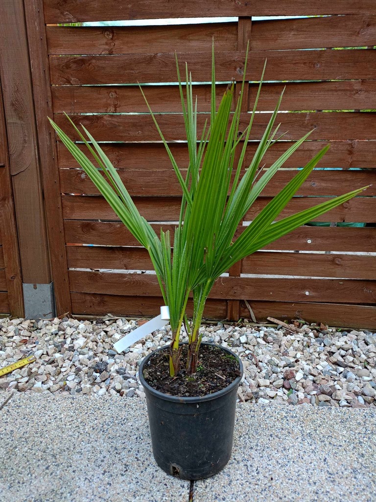 PALMA Chamaerops Humilis Karłatka DWA PNIE 0052