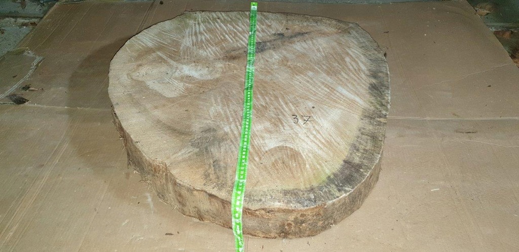 DUŻY! 80cm PLASTER DREWNA drzewa na blat stolik 37