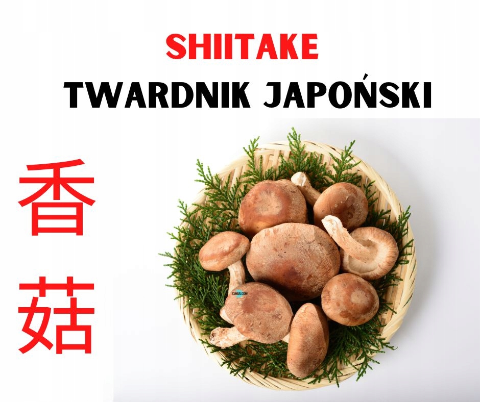 Świeże shiitake twardnik japoński jadalny BIO EKO