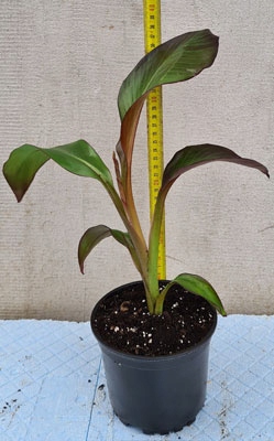 Bananowiec Abisyński - Ventricosum Maurelli - 40cm