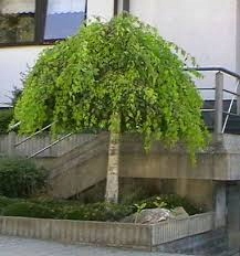 BRZOZA PENDULA 110CM SZCZEPIONA