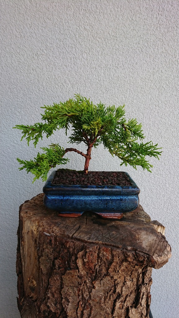 Drzewko Bonsai Jałowiec Chiński