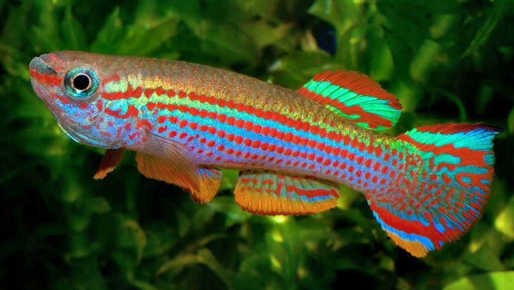 Proporczykowiec czerwonopręgi - Aphyosemion striatum - WYSYŁKA CAŁY KRAJ