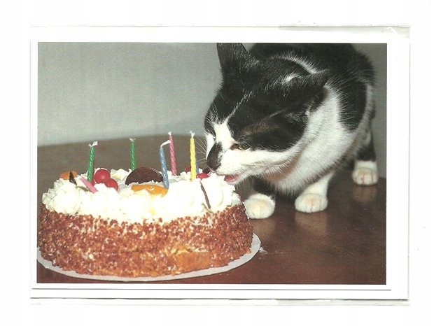 Pocztówka - Kot z urodzinowym tortem / koty