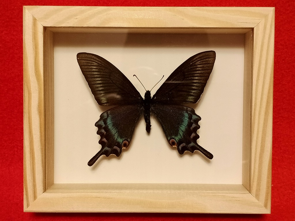 Motyl w ramce 12x10 cm. Papilio maacki 70 mm