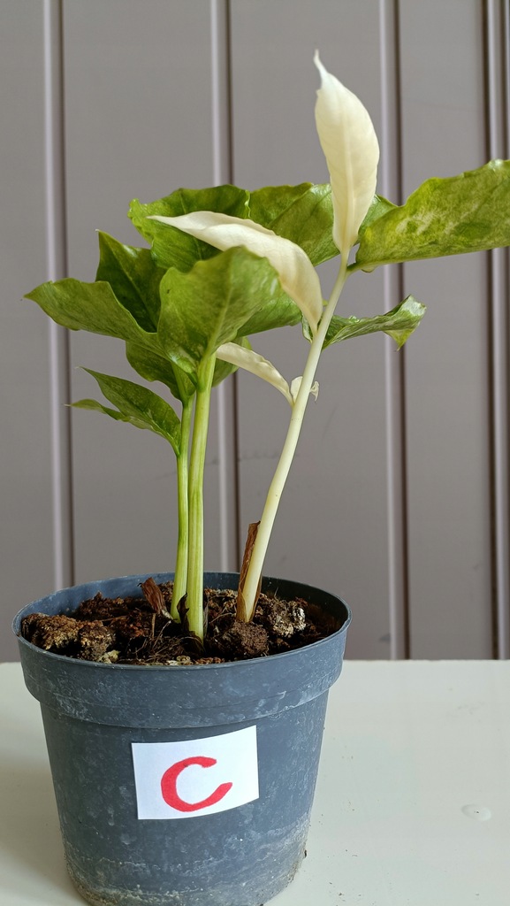 ZAMIOCULCAS ZAMIA ZAMIOKULKAS VARIEGATA C