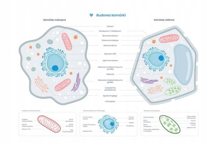 PLAKAT SCHEMAT BUDOWY KOMÓRKI ZWIERZĘCEJ I ROŚLI..