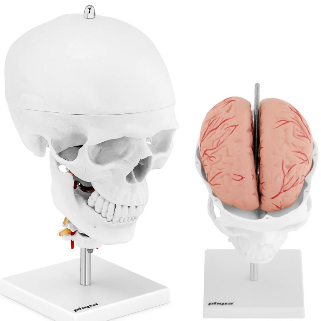 Model anatomiczny 3D czaszki człowieka z mózgiem 7