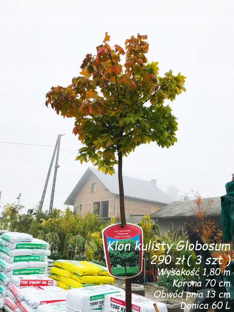 Klon kulisty Globosum Kraków, Katowice - 8519099119 - oficjalne
