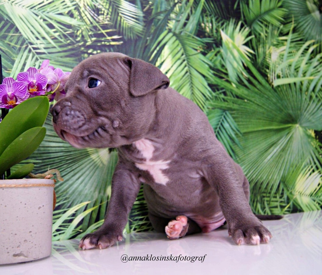 Szczeniaki American Bully