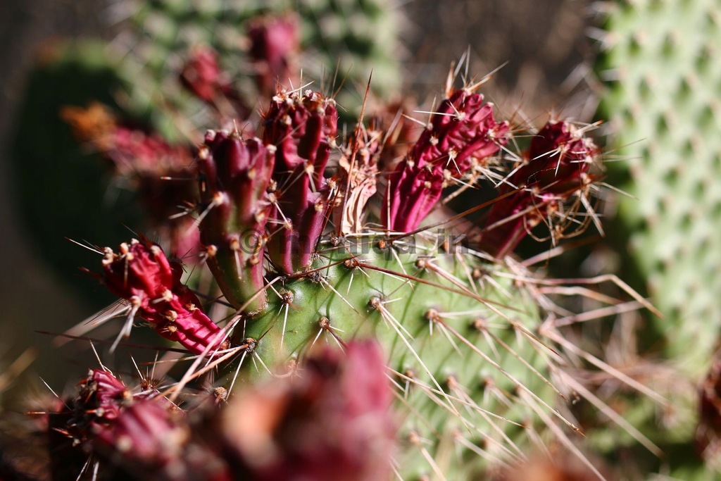 kaktus ogrodowy Opuntia erinacea var. utahensis