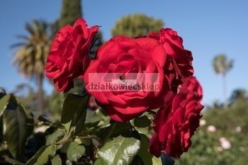Róża rabatowa Europeana (rosa)