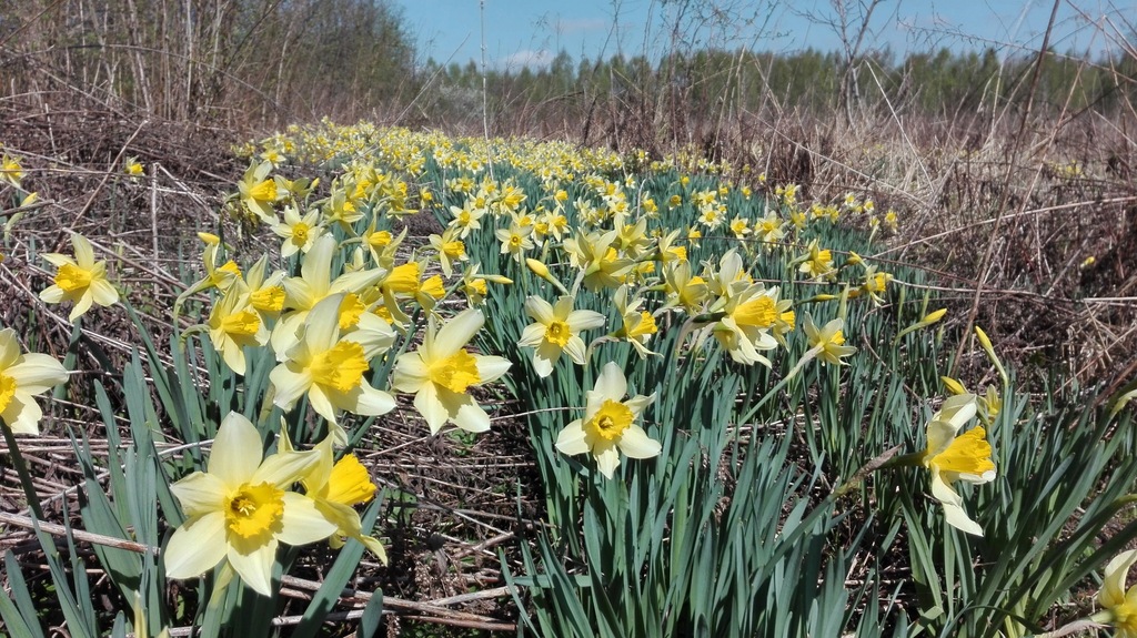 Narcyz żonkil - Narcissus jonquilla 100 szt.