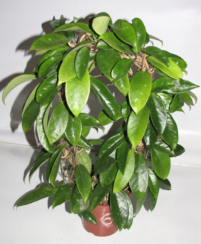 HOYA HOJA carnosa rubra , duża roślina