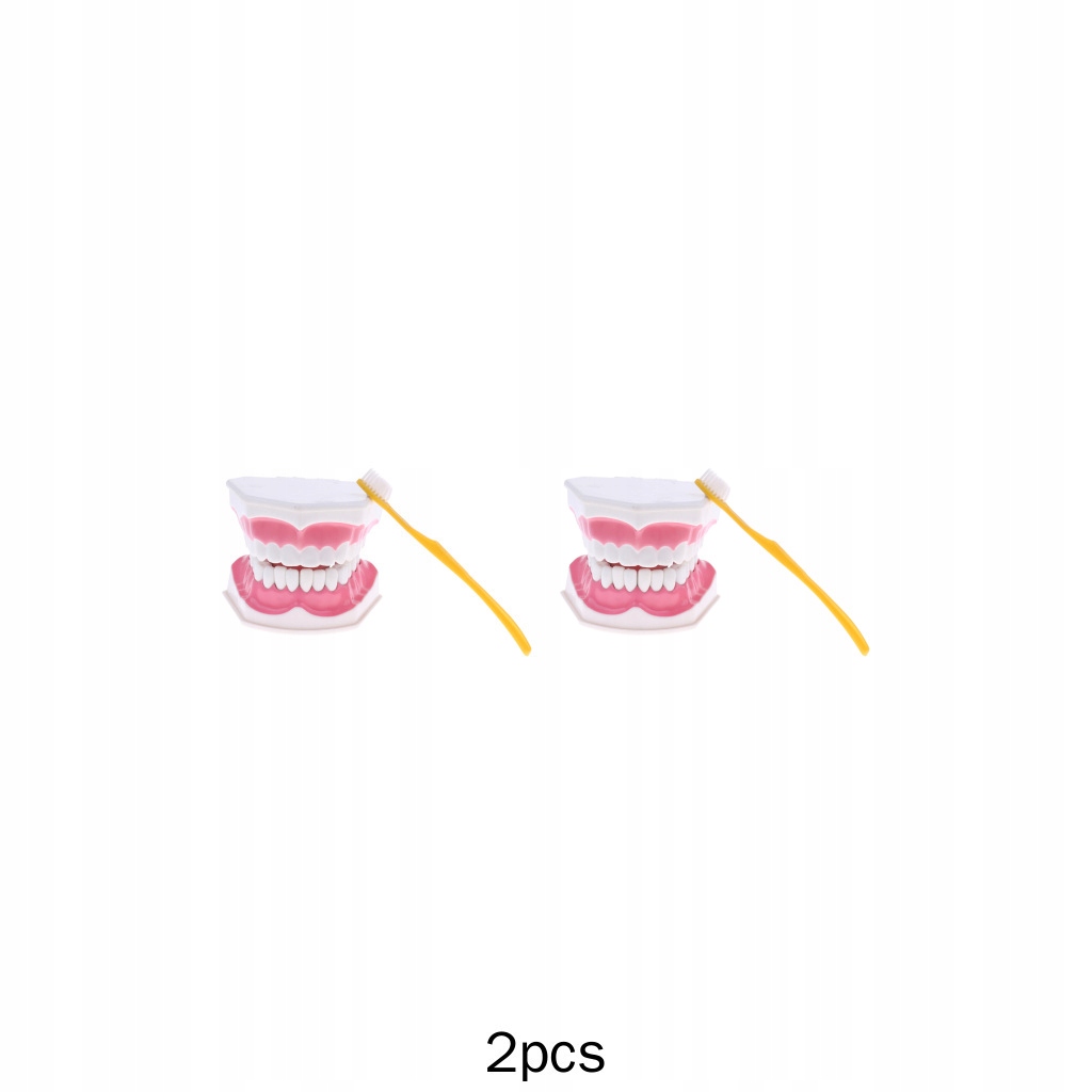 2x 1 model dentystyczny z ludzkimi ustami 1