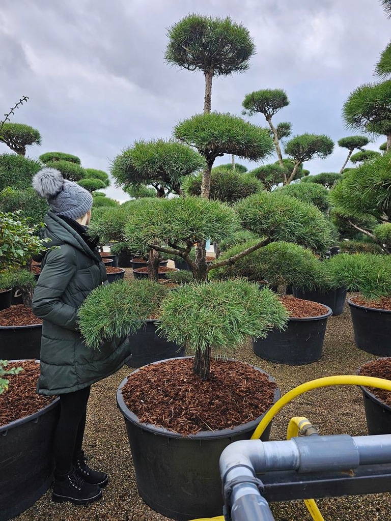 BONSAI OGRODOWY FORMOWANY NIWAKI PINUS SYLWESTRIS SOSNA JB47498 IGLASTE