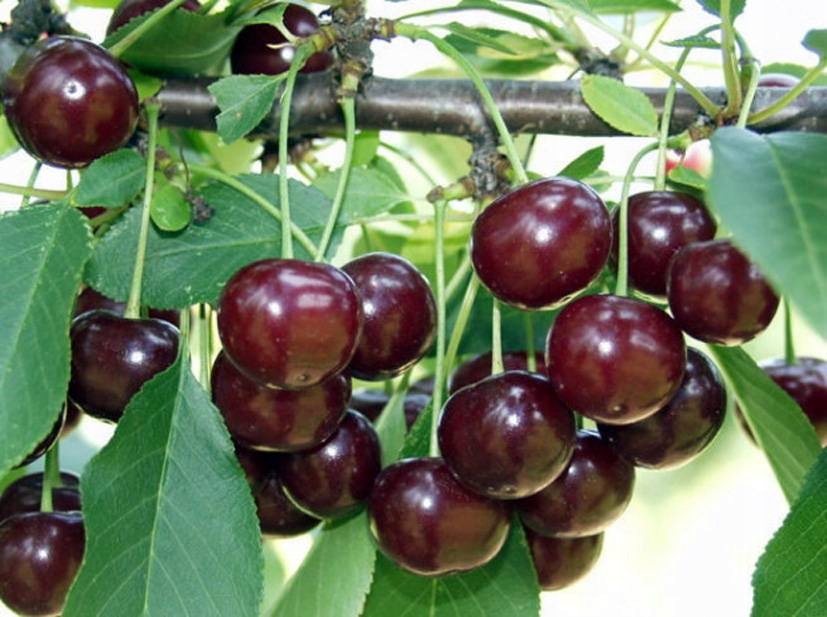 Вишня тургеневка. Вишня эрди. Вишня шакировская. Вишня эрди описание сорта. Сорта крупноплодной вишни.