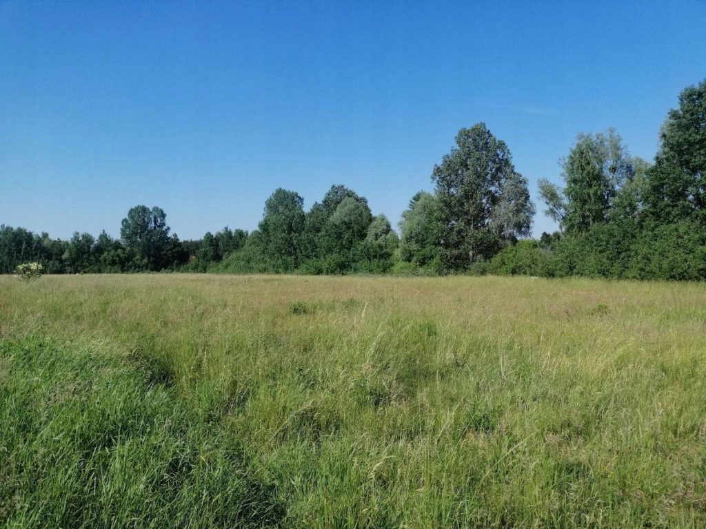 Działka, Borówiec, Kórnik (gm.), 13641 m²