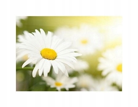 Rumianek łąka kwiaty reprodukcja plakat 60x80 cm