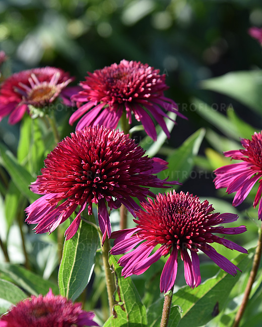Jeżówka BLUEBERRY CHEESECAKE najciemnieszy Pompon Echinacea