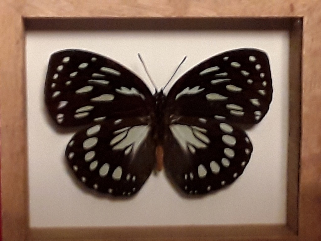Motyl w ramce 12 x 10 cm . Euxanthe eurinome 85 mm