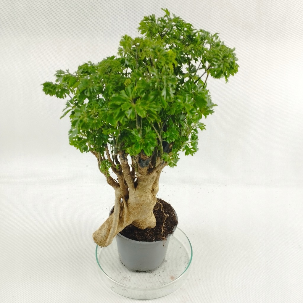 Polyscias fruticosa parsley bonsai 14370101606 oficjalne archiwum