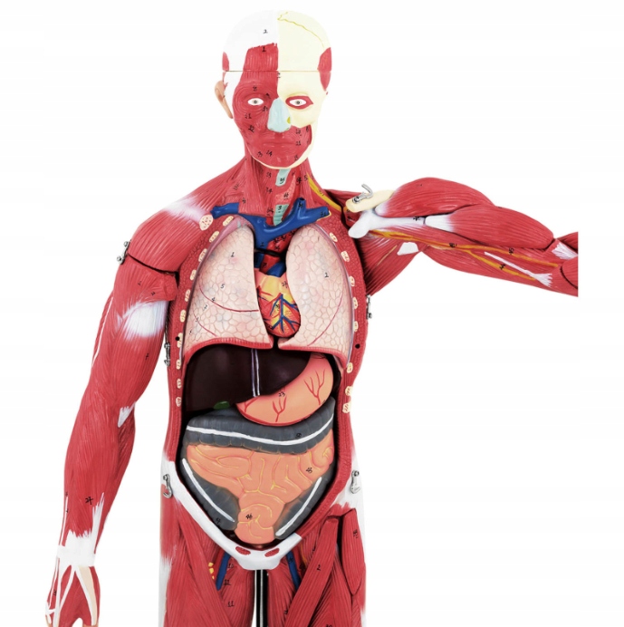 Model anatomiczny 3D ciała człowieka 27 elementów