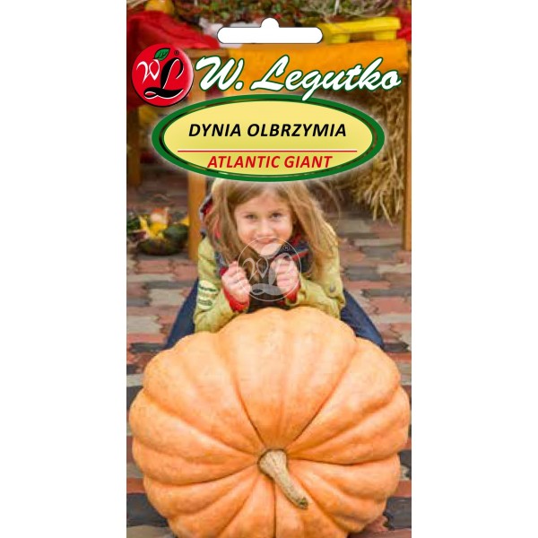 Тыква хеерлум. Семена тыква атлантик гигант. Тыква атлантика. Тыква атлантика. Томат геркулес.