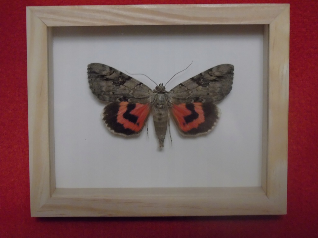Motyl w ramce 12 x 10 cm. Catocala nupta - 70 mm .