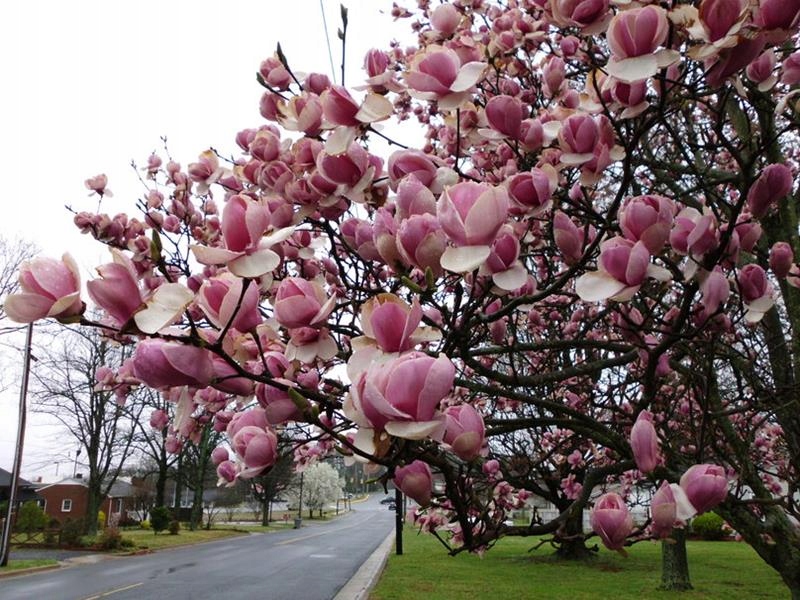 Magnolia POŚREDNIA SOULANGEANA duże kwiaty 80cm - 7826256461