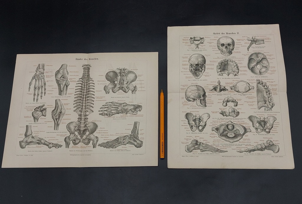 CHROMOLITOGRAFIA GRAFIKA MEYERS 1888 ROK SZKIELET ANATOMIA - ORYGINAŁ