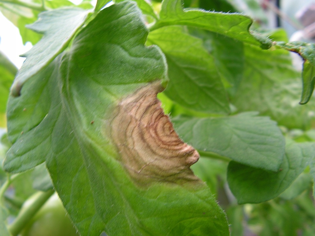 Южный фитофтороз томатов. Фитофтороз на рассаде томатов. Фитофтороз на стеблях томатов. Фитофтороз рассада помидоров. Фитофтороз рассада помидоров.