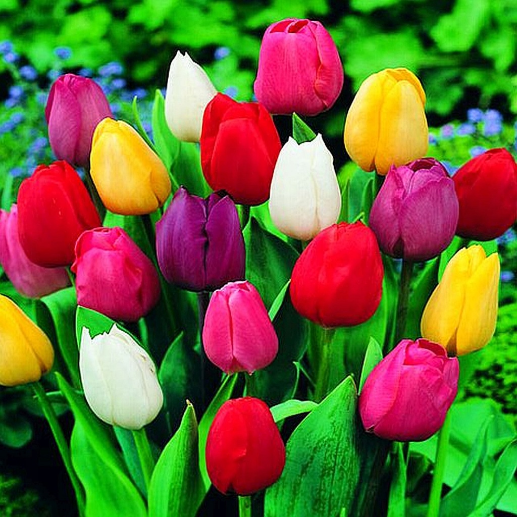 Tulipan Mix 100 szt Tulipany cebulki tulipanów