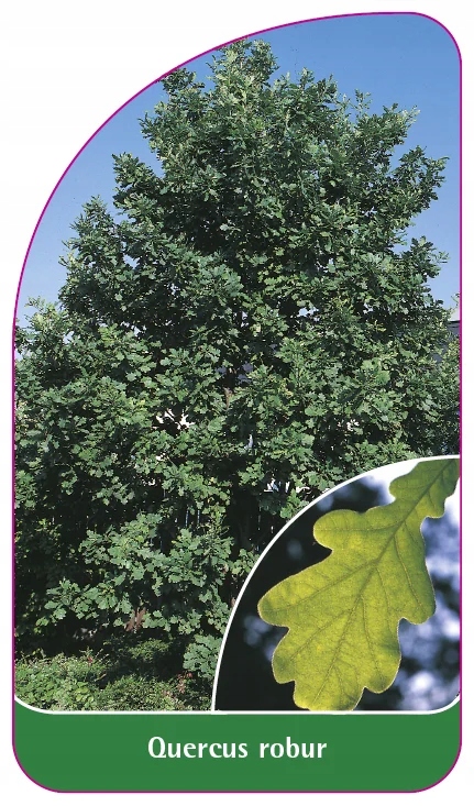 Quercus robur