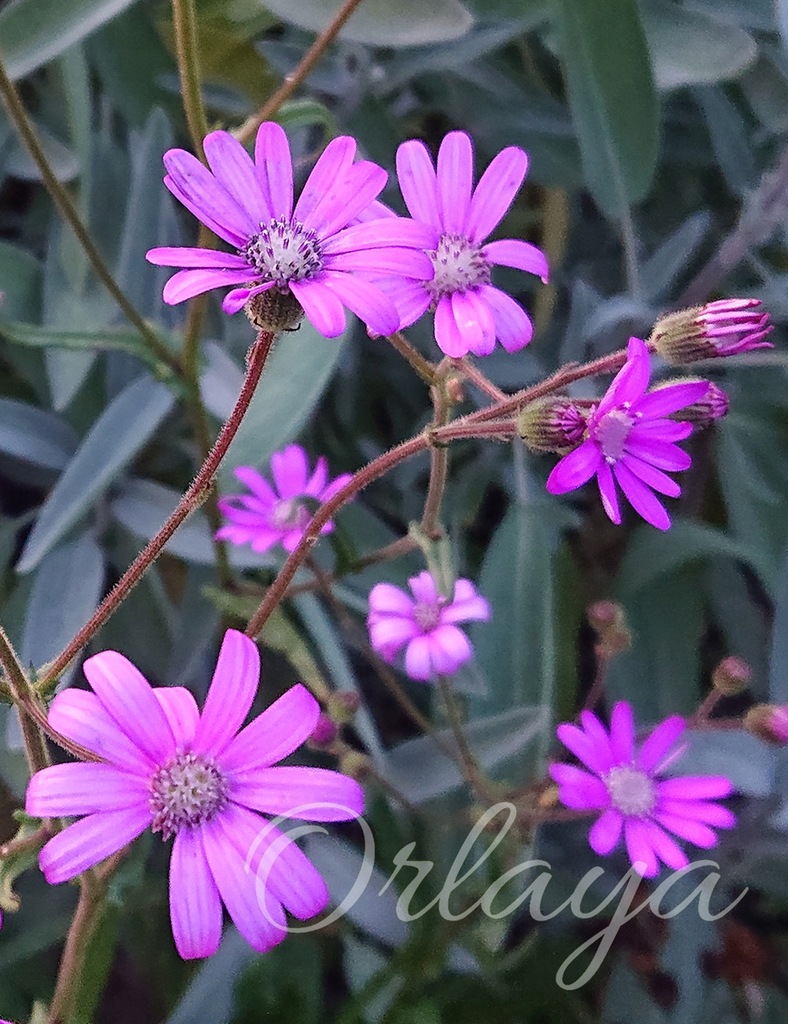 Starzec polyodon - Senecio polyodon