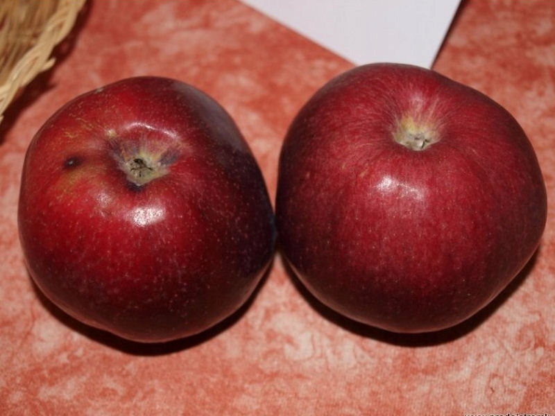 Jabłoń karłowata Malinówka Oberlandzka- gat. I