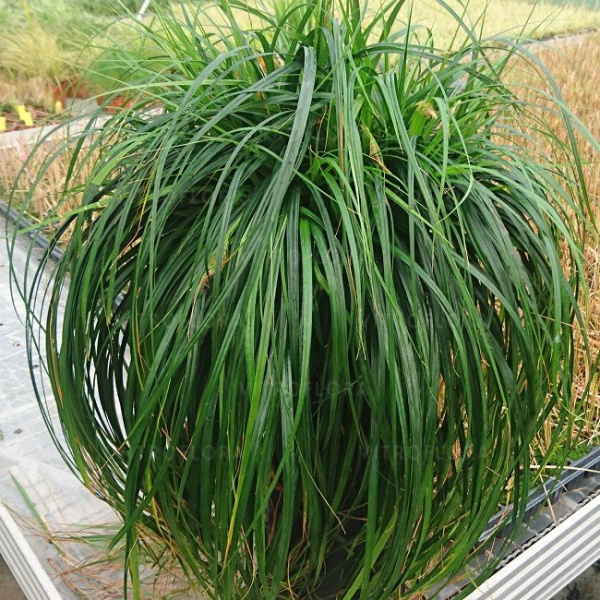Trawa Turzyca Carex Ribbon Falls sadzonka w donicy