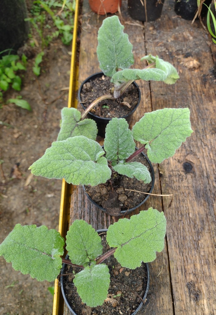 Szałwia muszkatołowa (Salvia sclarea) SADZONKA